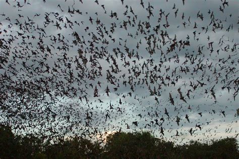 Bracken Cave Preserve- Bat-Watching Sites of Texas