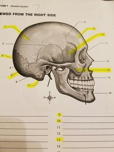 Chp 7 Skull Study Guide Flashcards Quizlet