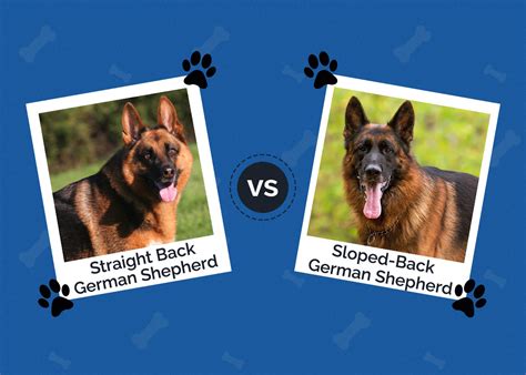 American German Shepherd Vs German German Shepherd