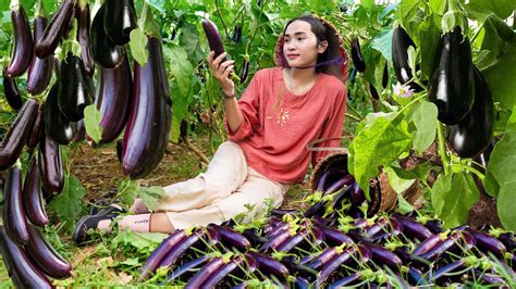 Harvesting Eggplant Harvesting Coconut Corn Goes To The Market