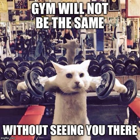 Gym Cat Imgflip