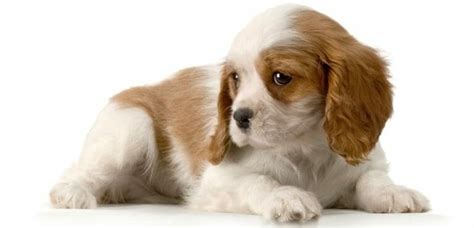 Cavalier King Charles Spaniel Growth Chart Size Weight