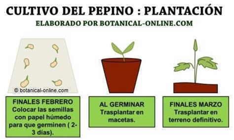 Cultivo Del Pepino Botanical Online