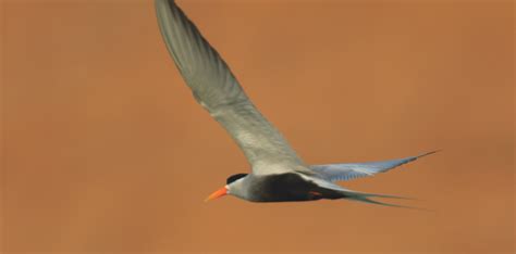 Black Bellied Tern Common Grasses Of Chhattisgarh India Inaturalist