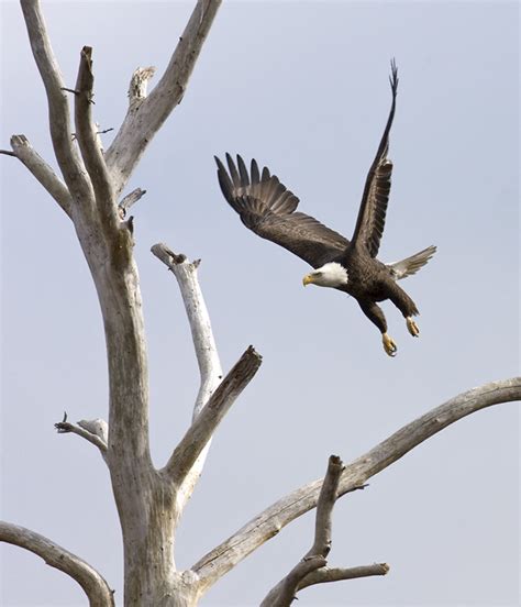 Bill Hubick Photography - Bald Eagle (Haliaeetus leucocephalus)