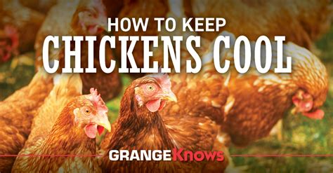 How To Keep Chickens Cool Grange Co Op