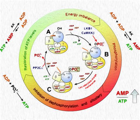 Ampk Activator Oceanloxa