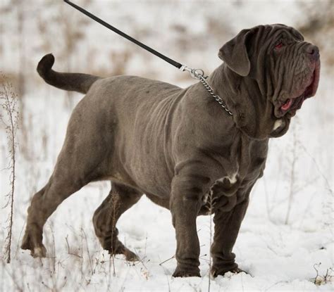 Neapolitan Mastiff Dog Breed Information And Images K9rl