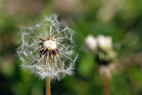 Free Images : nature, meadow, dandelion, flower, time, wind, green ...