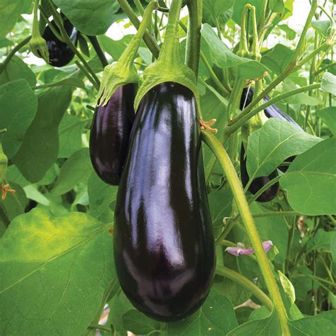 Aubergine De Barbentane Pr Sem Bio Ernest Turc