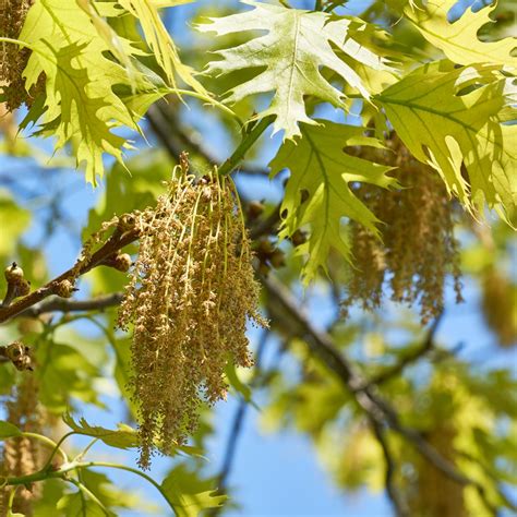 Red Oak Quercus Rubra Mygardenlife