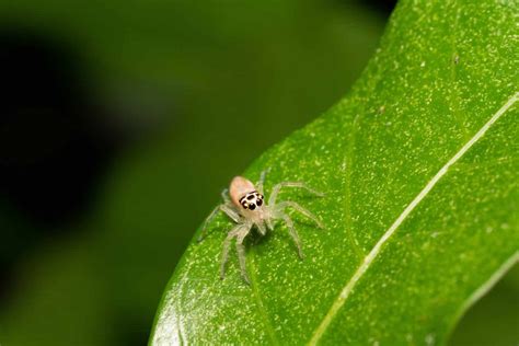 Baby Jumping Spider 7 Pictures And 7 Incredible Facts A Z Animals