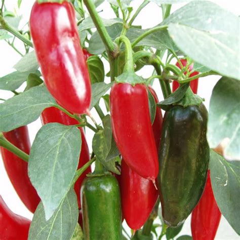 Nasiona Papryka Chili Jalapeno Afr Capsicum Annuum Nasiona Papryka