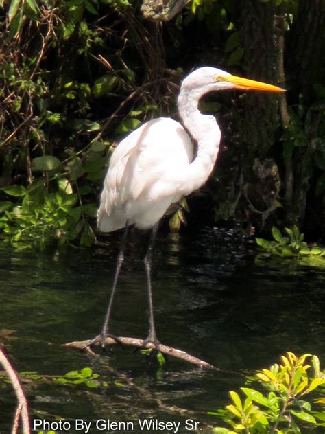 Why a manatee mailbox is actually the most durable choice 11