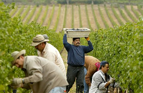 Stags’ Leap Winery Chardonnay Napa Valley 2020 – Gus Clemens on Wine