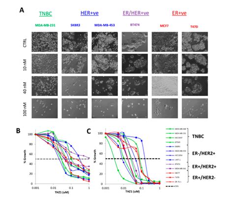 Thz1 Inhibits The Growth Of Breast Cancer Cell Lines A Bright Field