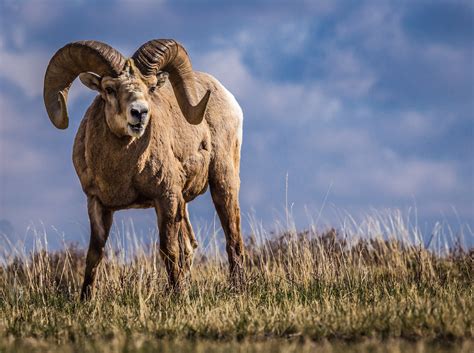 bighorn sheep rocky mountain high outfitters