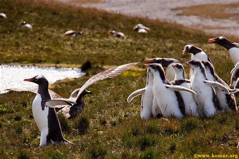 Skua attacks Penguin - a GORY BATTLE!!!