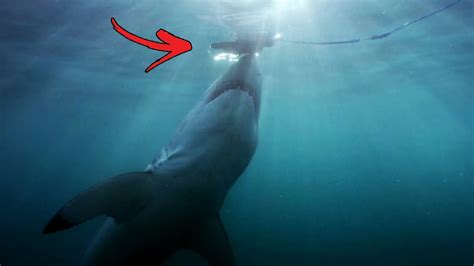 Top 5 Megalodon Sightings That PROVE It Might Really Exist YouTube