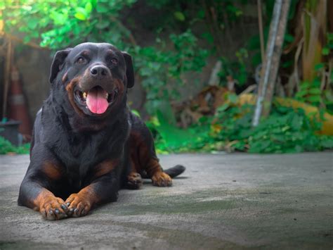 Rottweiler Lab Mix: Uncovering Life of a Playful Protector