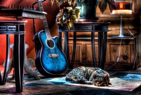 Fond D Ecran Guitare Et Chat Wallpaper