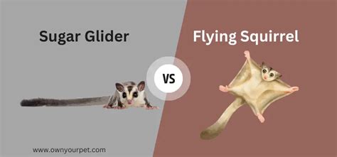 Sugar Glider Vs Flying Squirrel Meet The Sky Faring Rodents Own