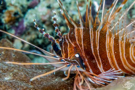 Spotfin Lionfish Facts And Photographs Seaunseen