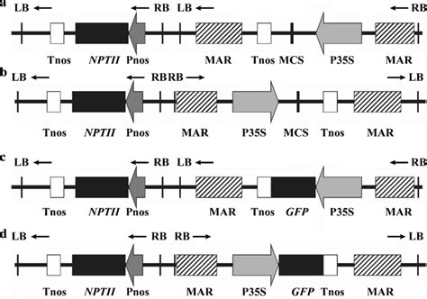 Schematics Of The T Dna Region Of The Binary Vectors Pcd Npt A