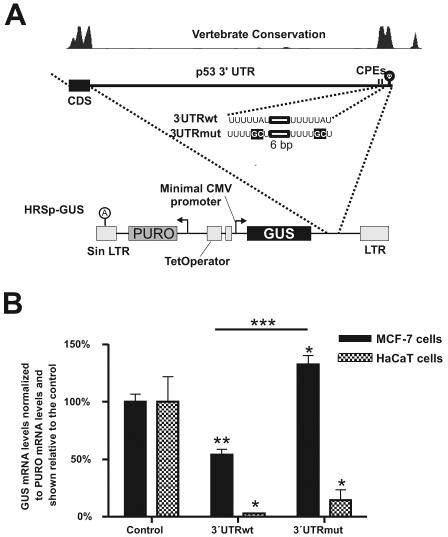 GUS MRNA Steady State Levels A Schematic Representation Of The