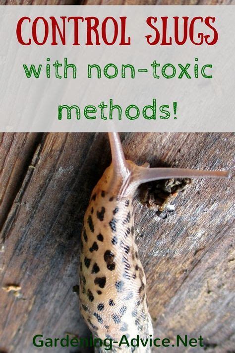 Use Organic Slug Control Methods To Protect Your Plants Get Rid Of Garden Slugs With Natural