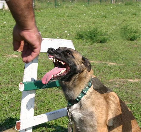 Dangerous malinois — Stock Photo © cynoclub #2079265