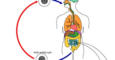 Blastocystis Hominis Life Cycle