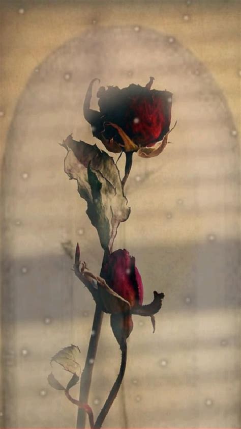 terry rose rose painting painting drying roses