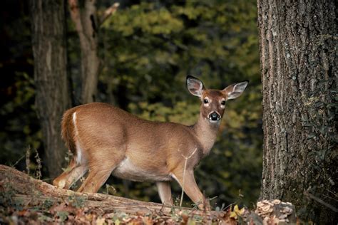 Special Urban Deer Archery Season Opens Sept Wvdnr