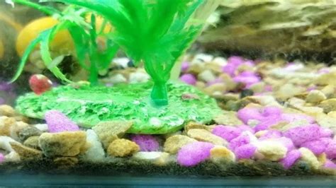 How to Get Rid of Detritus Worms in Aquarium: Effective Methods and ...