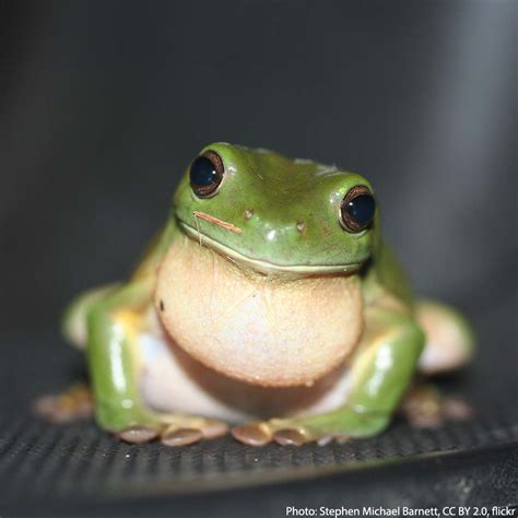 Cute Green Frog