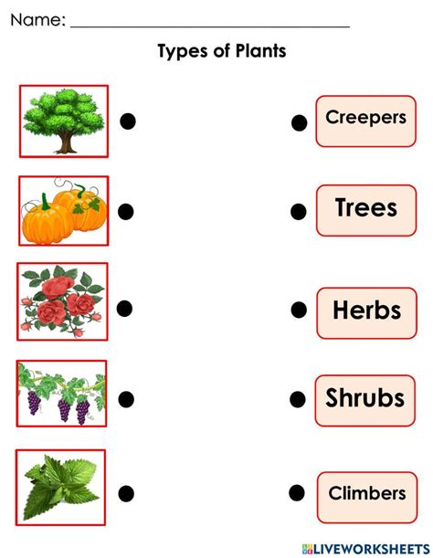 Types Of Plants Online Exercise For Live Worksheets