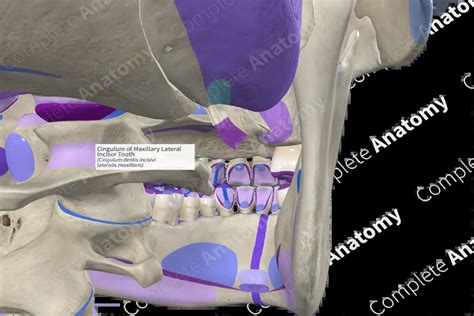 Cingulum of Maxillary Lateral Incisor Tooth | Complete Anatomy