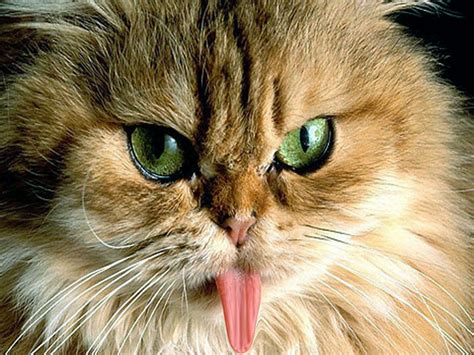 Funny Cats Wallpapers Free Download | Wallpaper HD And Background