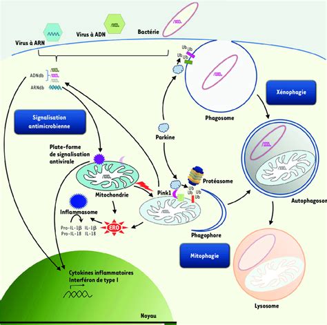 Liens Entre Parkine Mitochondrie Et Immunit Inn E La Parkine Joue Un