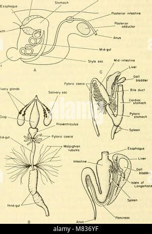 Vergleichende Tierphysiologie Physiologie Vergleichende