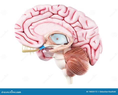 The optic chiasm stock illustration. Illustration of medicine - 74820172