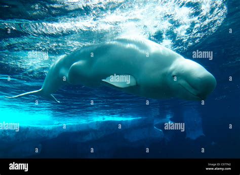 Beluga Whale Delphinapterus Leucas Seaworld San Diego California Usa North America Stock