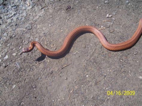 Free Photo Pretty Snake Animal Crawl Reptile Free Download Jooinn