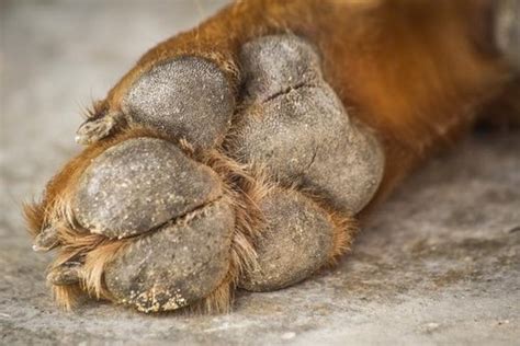 Your Guide On How To Treat Dog Hyperkeratosis — Sidekick By Finn