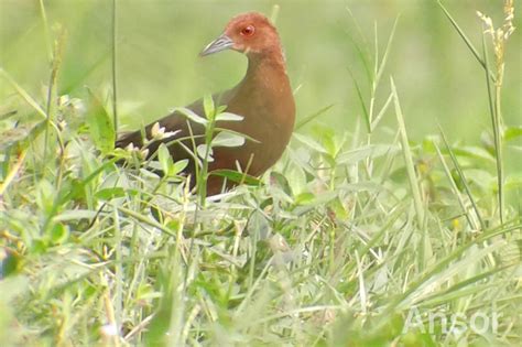 35 Jenis Burung Di Sawah Padi