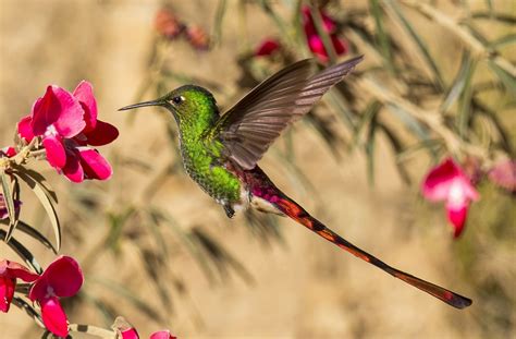 Colibri Fond Décran Hd Arrière Plan 2048x1345 Id555324