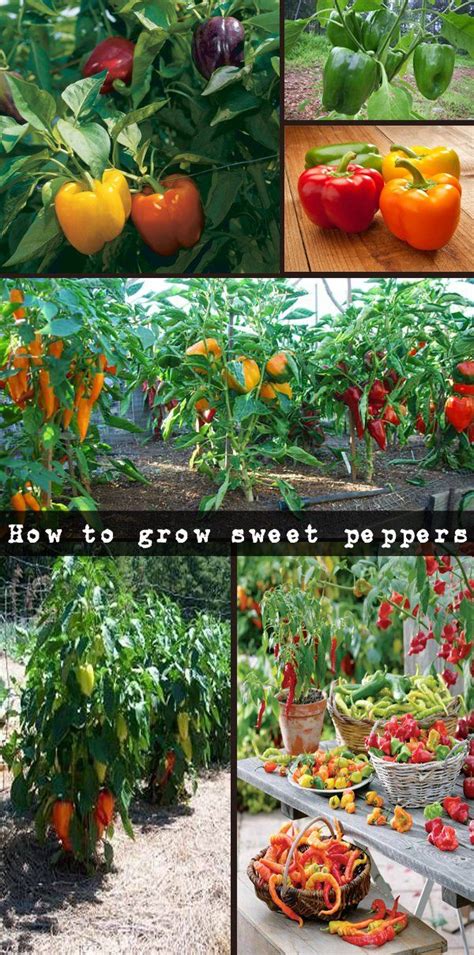 How To Grow Sweet Peppers Useful Tips Natural Garden Ideas