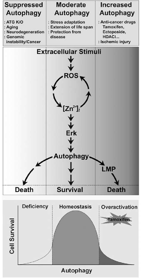 A diagram for toxic mechanism of action by tamoxifen. Tamoxifen ...