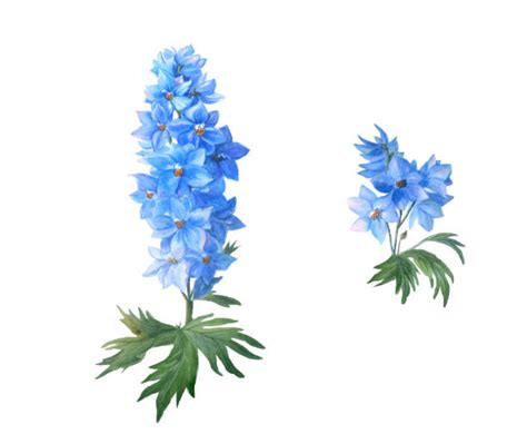 Larkspur Bouquet Illustrations, Royalty-Free Vector Graphics & Clip Art - iStock